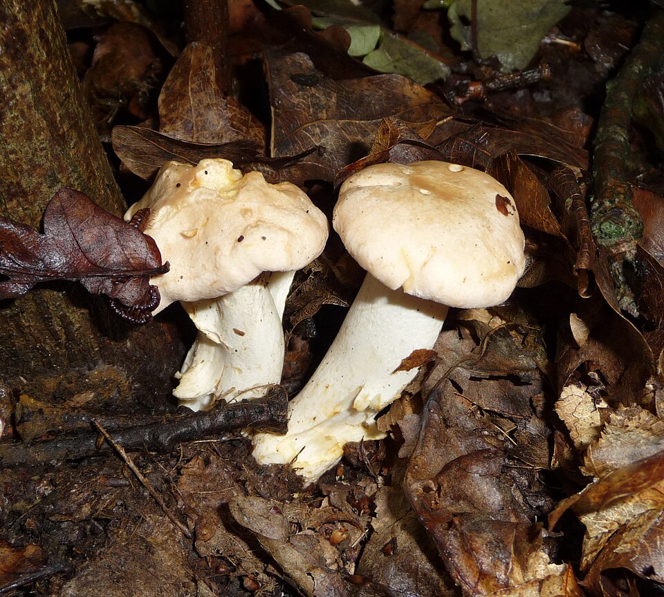 Chanterelle mushroom Cantharellus cibarius — golden yellow trumpet-shaped with forked ridges