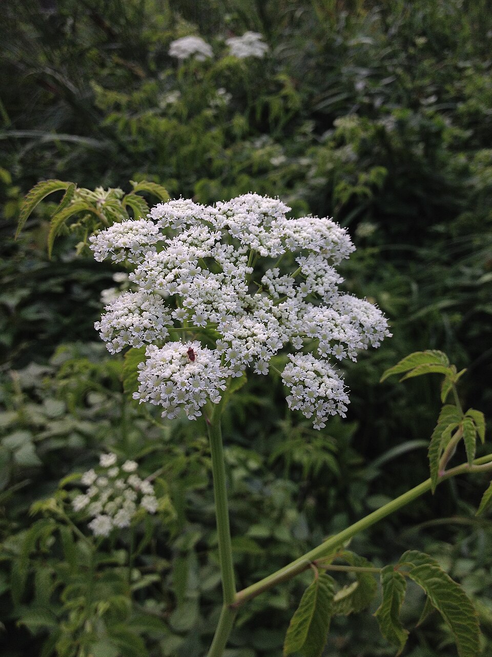 Water hemlock Cicuta maculata — deadly lookalike of elderberry