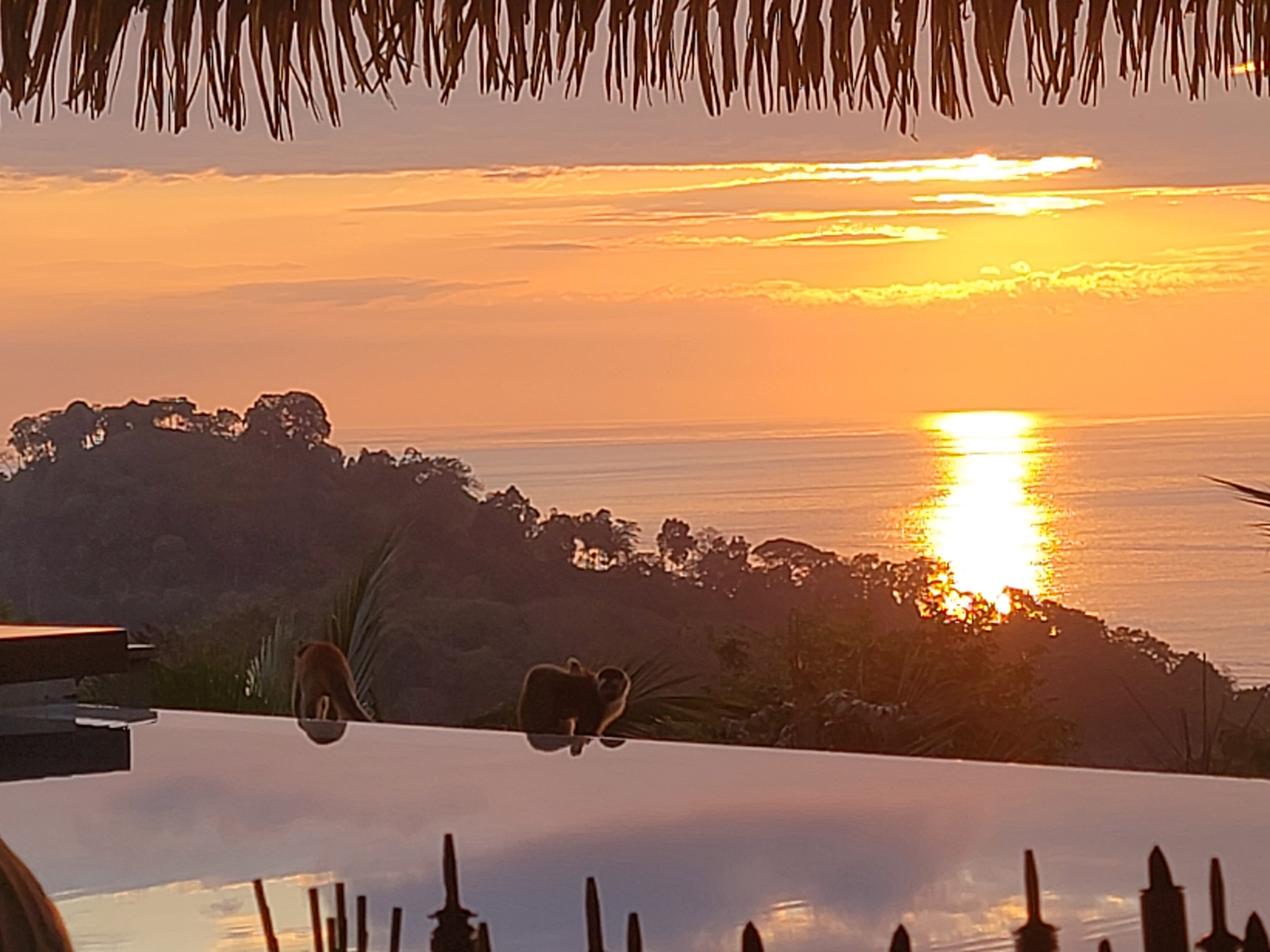 Golden sunset over the ocean with silhouetted monkeys — where the daily grind has worn you down