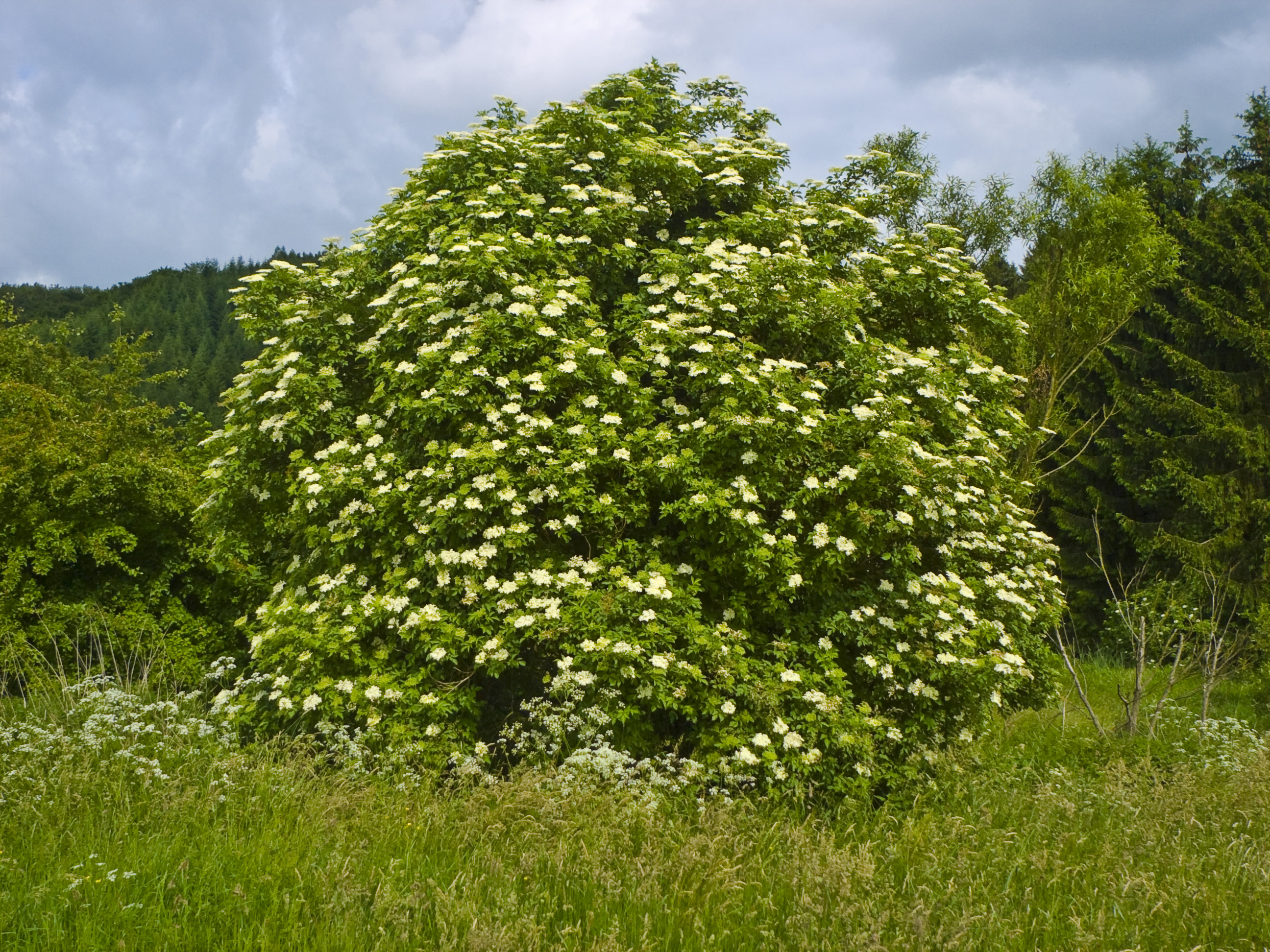 Elderberry Sambucus nigra — clusters of small dark purple-black berries