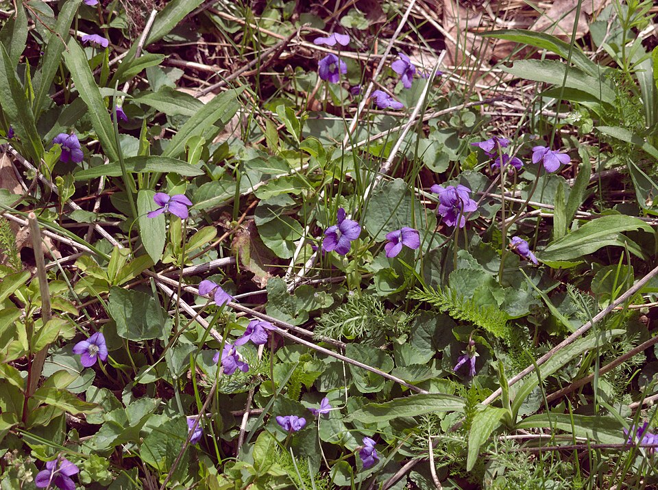 Common blue violet Viola sororia — heart-shaped leaves and purple flowers
