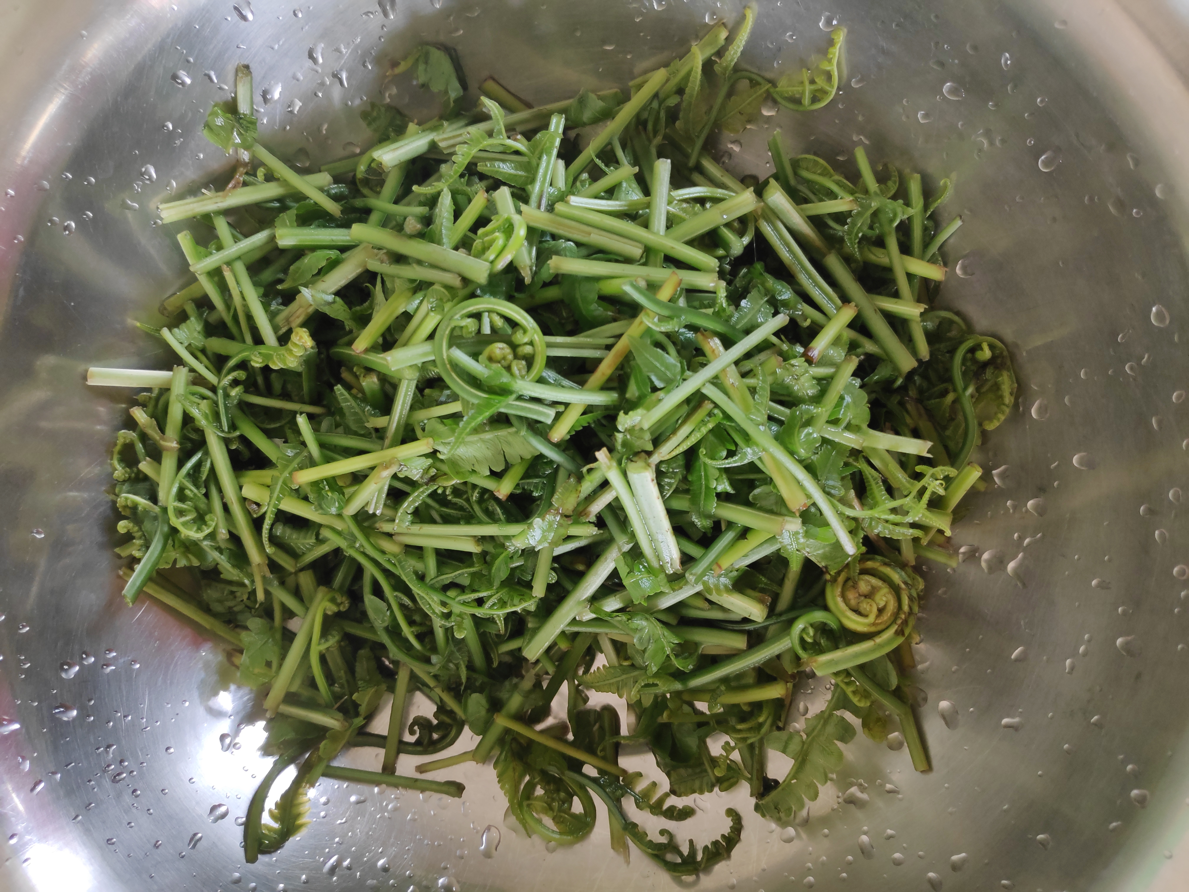 Fiddlehead ferns — tightly coiled emerging fern fronds