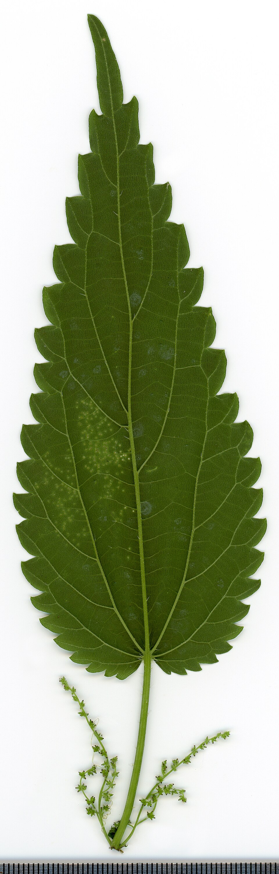 Stinging nettle Urtica dioica — serrated leaves with fine stinging hairs