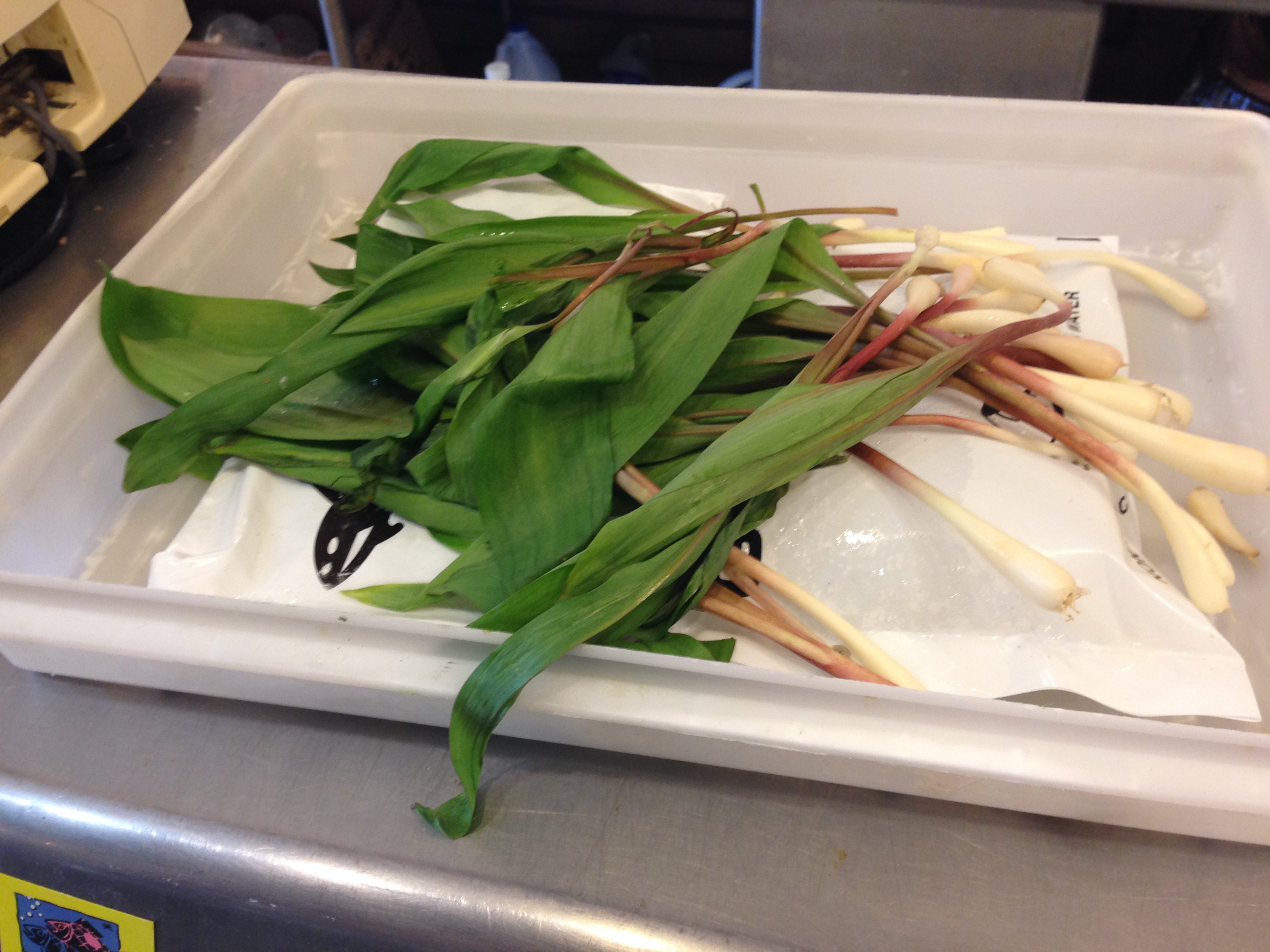Ramps wild leeks Allium tricoccum — broad green leaves with red-purple stem