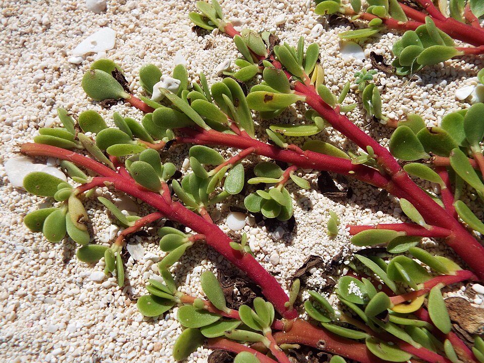 Purslane Portulaca oleracea — thick succulent leaves on reddish stems