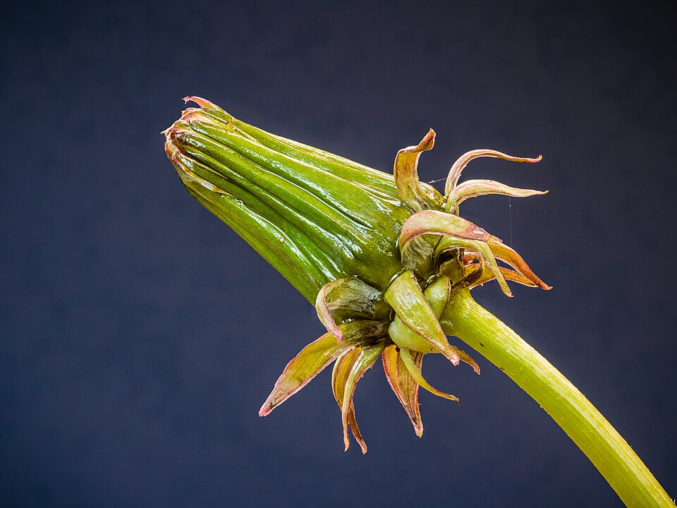 Dandelion plant Taraxacum officinale — jagged leaves in rosette