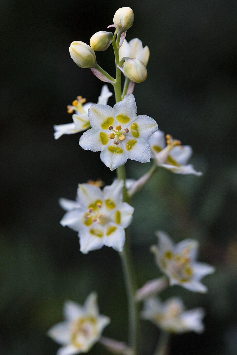 Death Camas — toxic wild onion lookalike