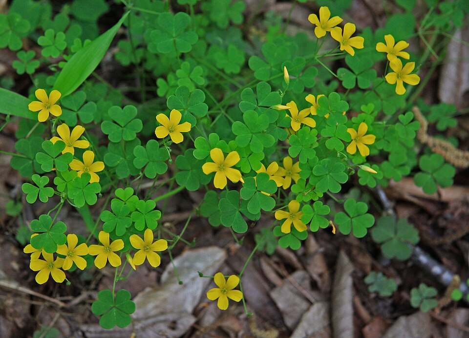 Yellow wood sorrel Oxalis stricta — clover-like leaves with small yellow flowers