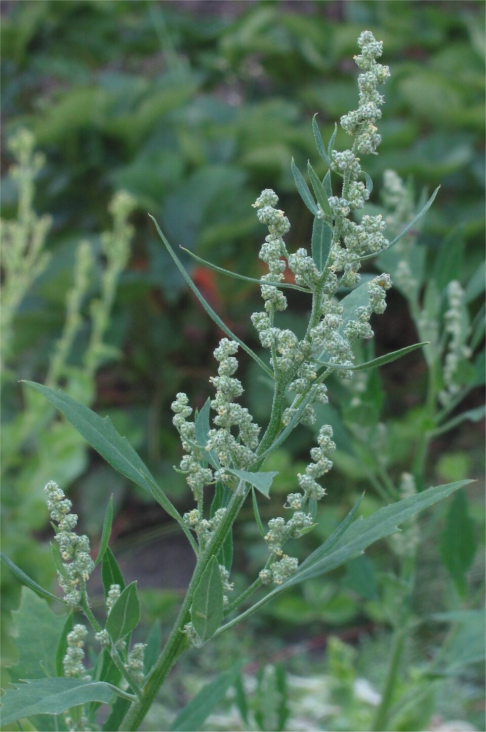 Lamb's quarters Chenopodium album — diamond-shaped leaves with white-powdery coating