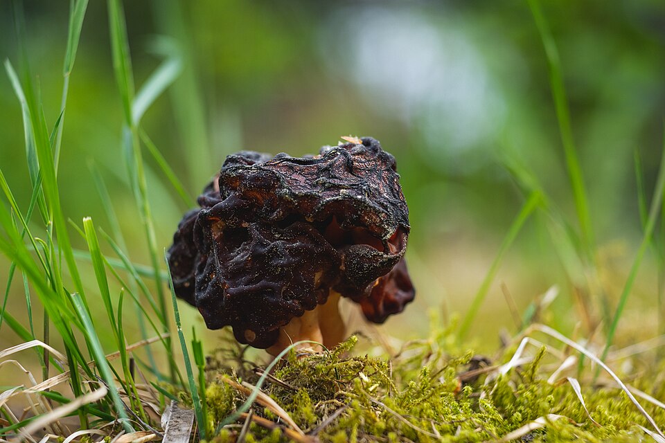 False morel Gyromitra esculenta — brain-like wrinkled cap