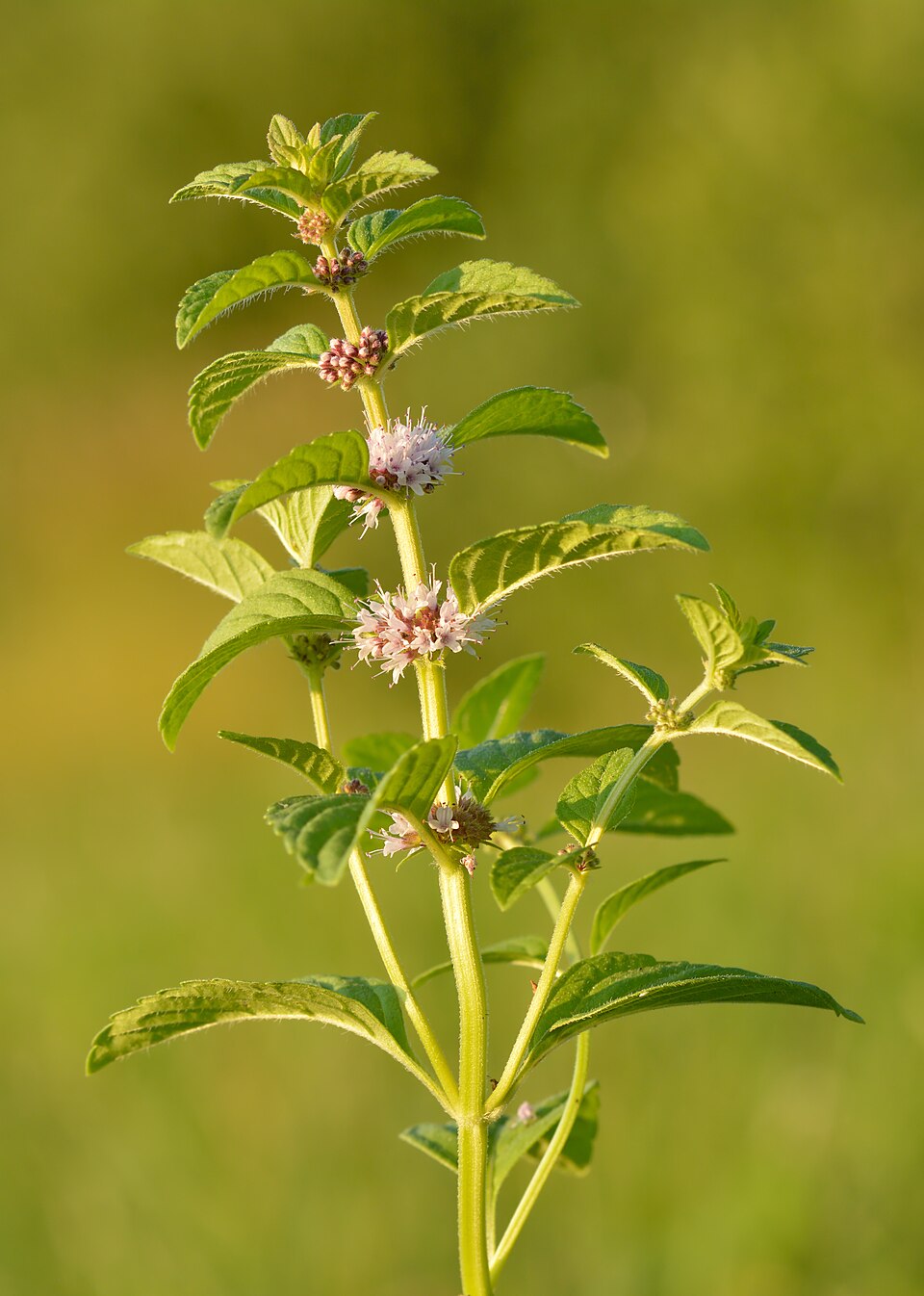 Wild mint Mentha arvensis — opposite serrated leaves on square stem