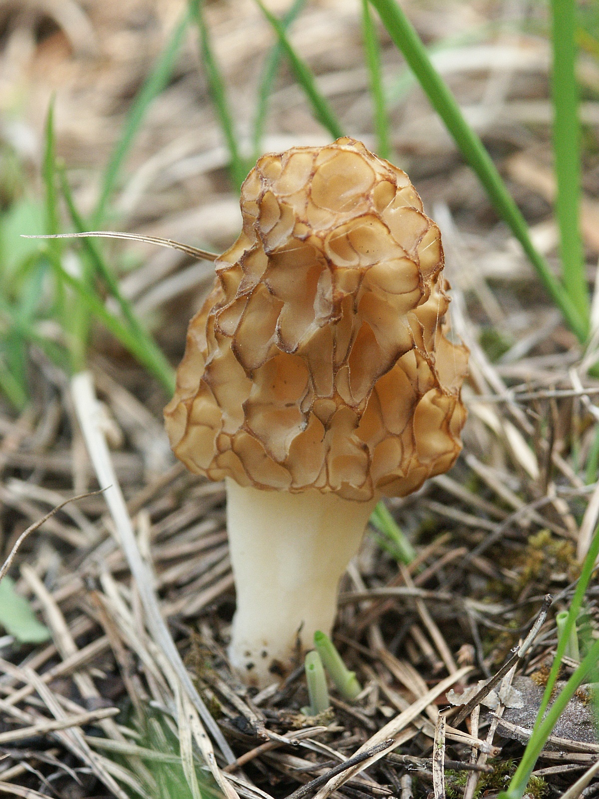 Morel mushroom Morchella esculenta — honeycomb cap with ridges and pits