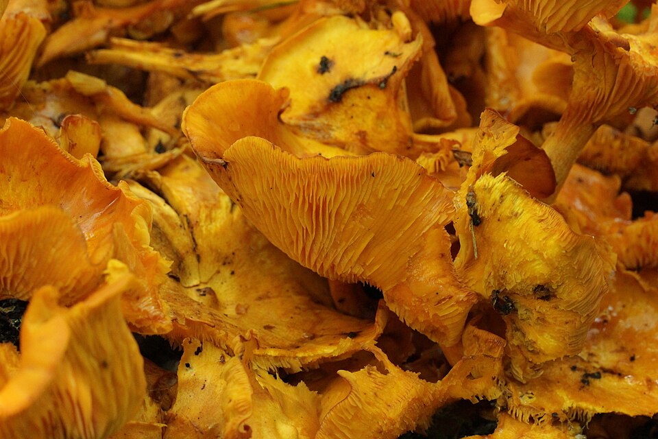 Jack-o-lantern mushroom Omphalotus olearius — toxic chanterelle lookalike