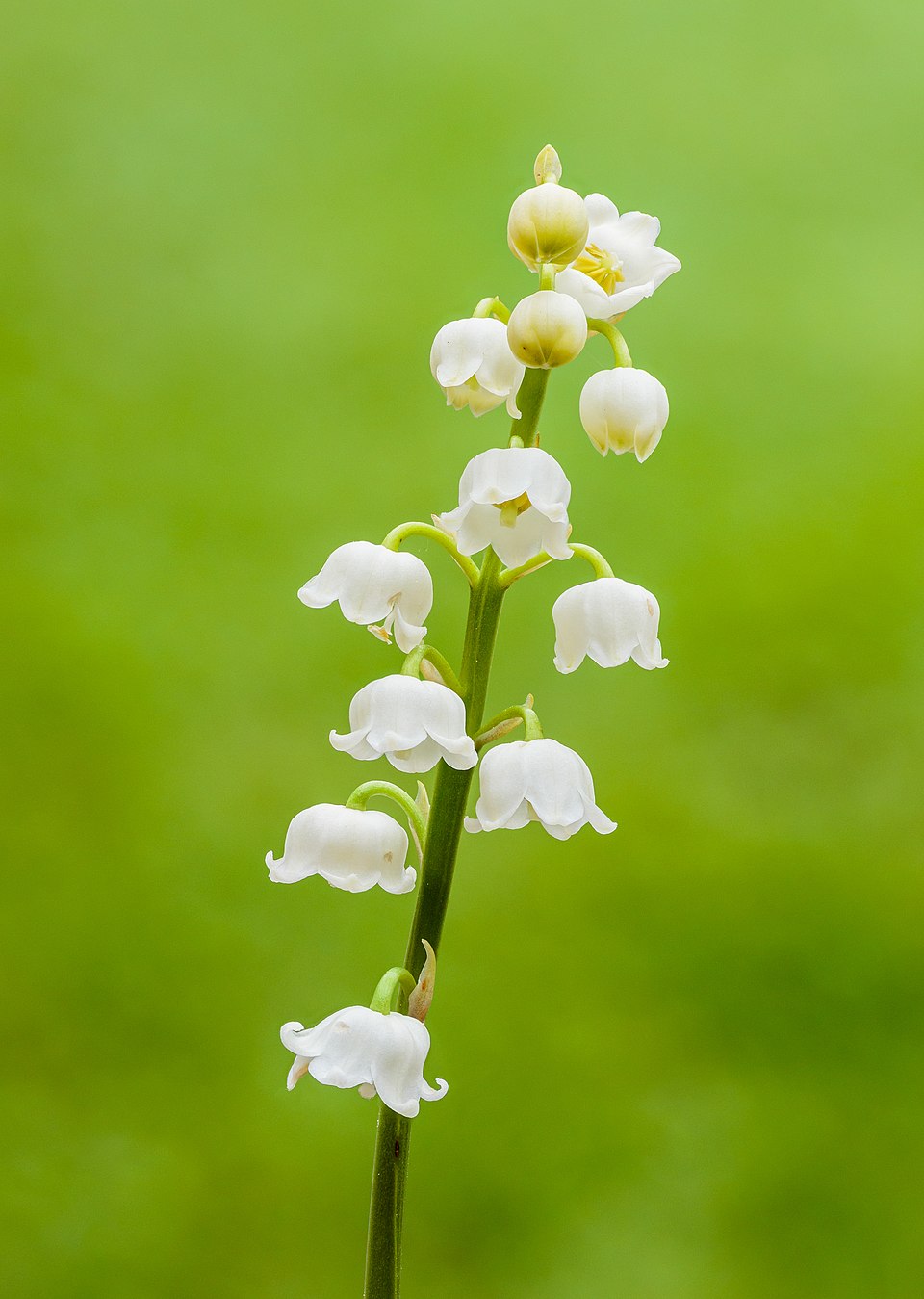 Lily of the Valley — poisonous ramp lookalike