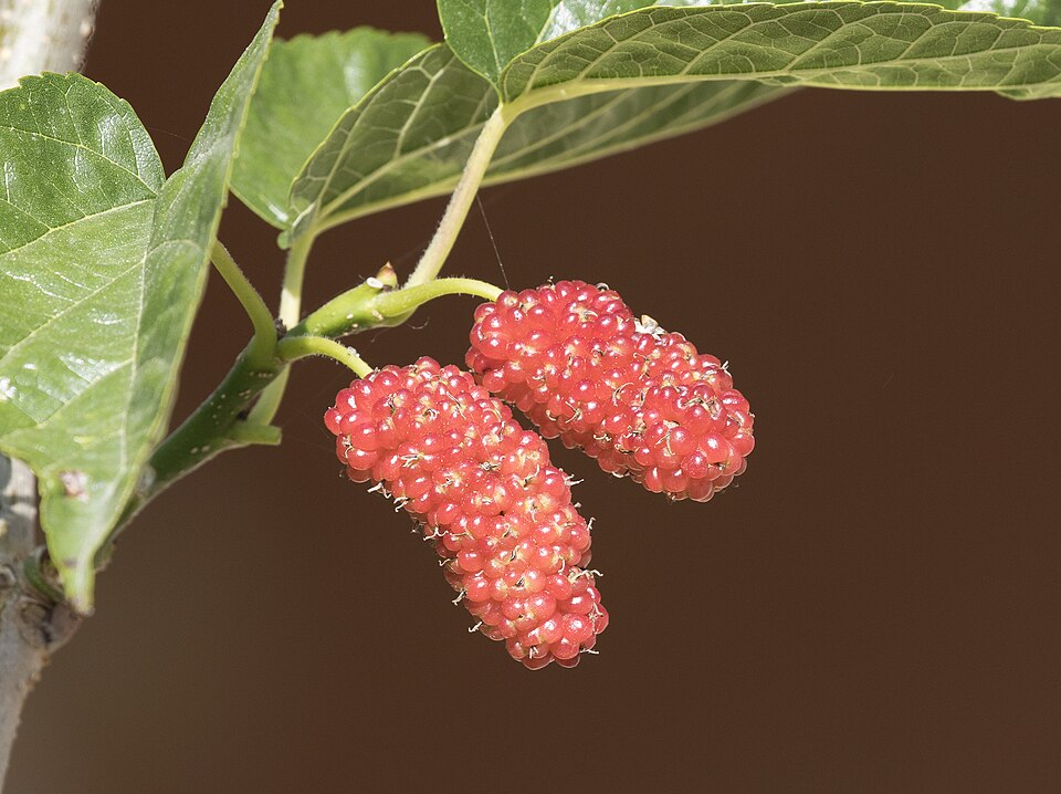 Mulberries Morus rubra — deep red-purple aggregate berries on twig