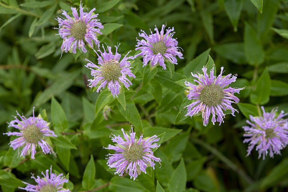 Bee balm Monarda fistulosa — shaggy lavender flower head on square stem