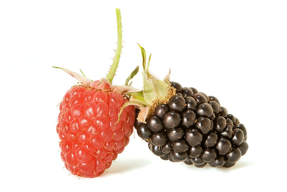 Wild raspberries Rubus idaeus — red berries on caned shrub