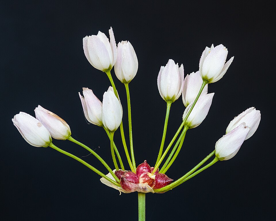 Wild garlic Allium canadense — rounded bulblets atop stem with pink flowers