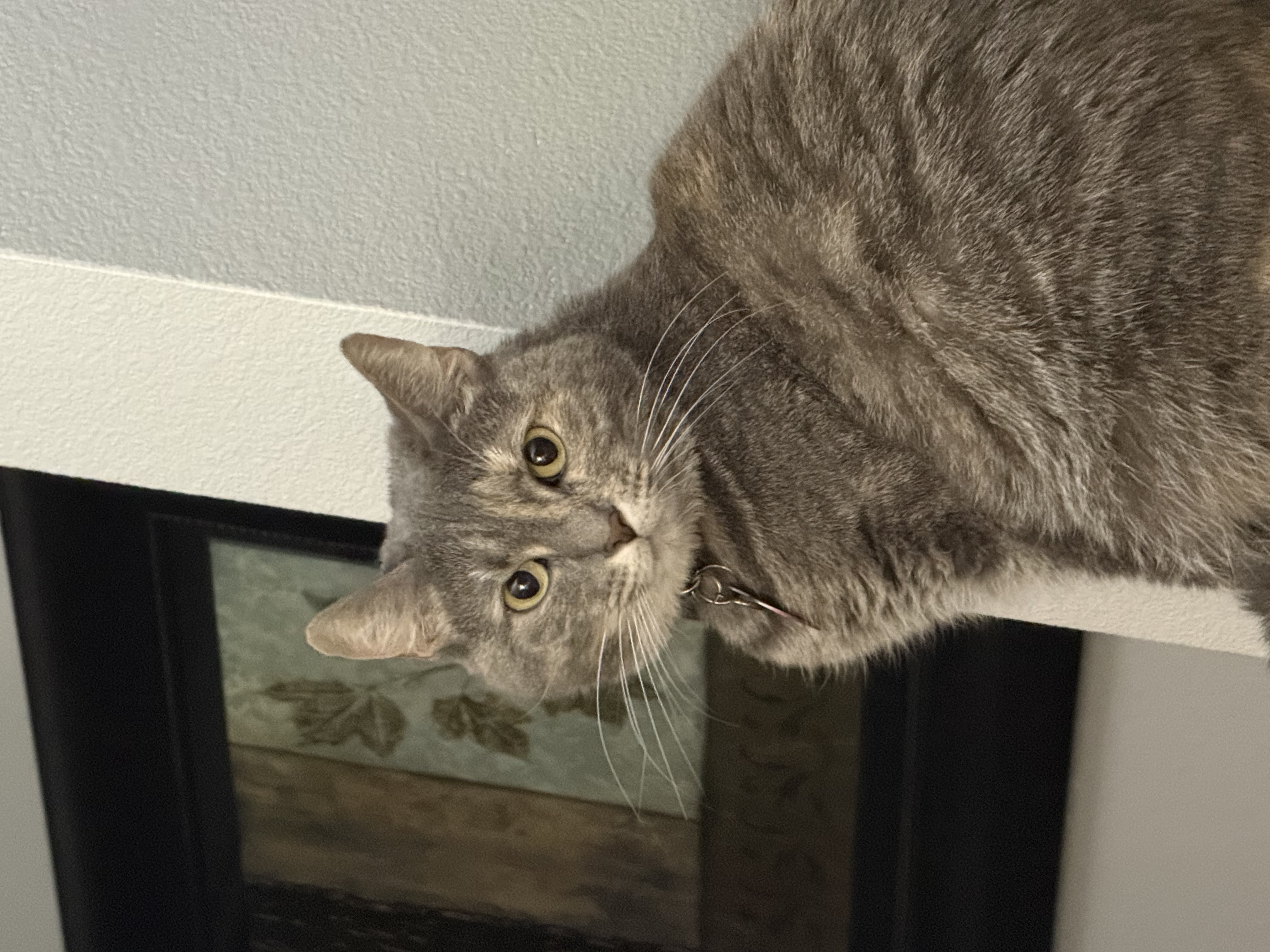 Original photo of Luna