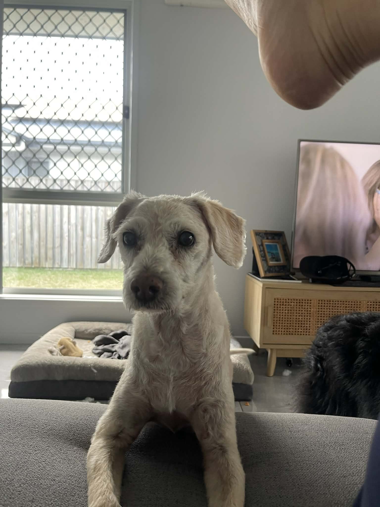 Original photo of Iggy