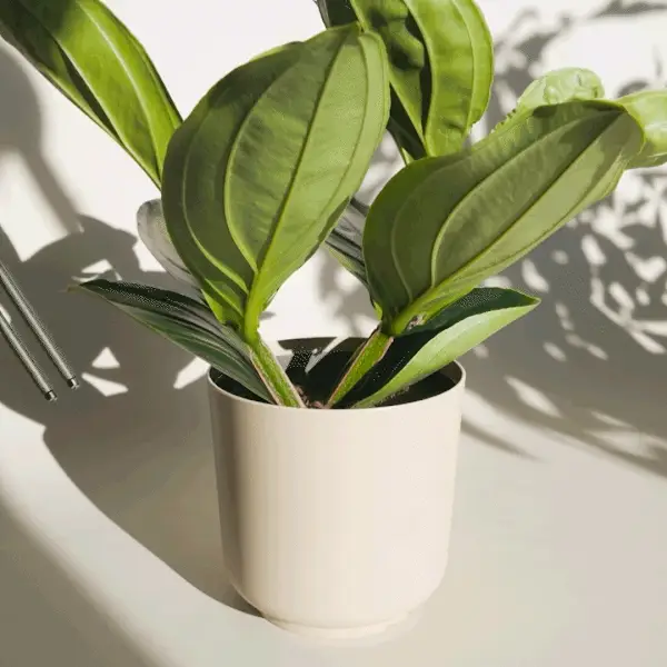 SoilRX sensor monitoring healthy houseplant in natural light