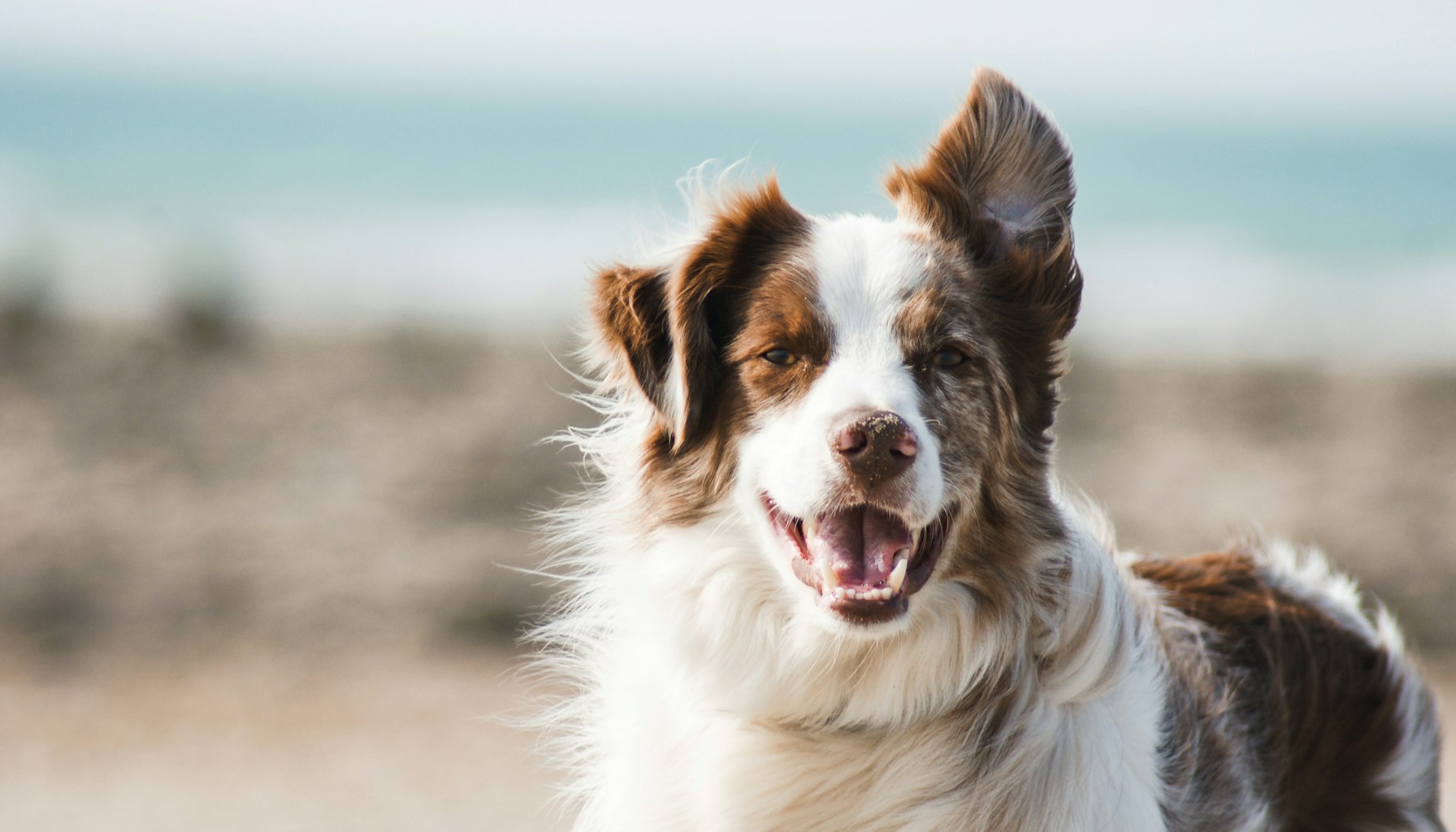 Happy dog playing on a green lawn after pet-safe tick treatment in New Hampshire