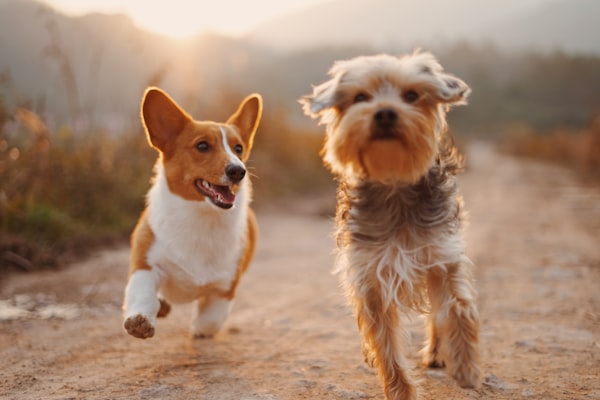 Dog playing in a freshly treated pet-safe yard