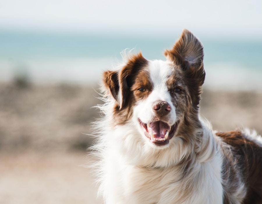 Happy dog running on a lush green lawn after pet-safe tick treatment