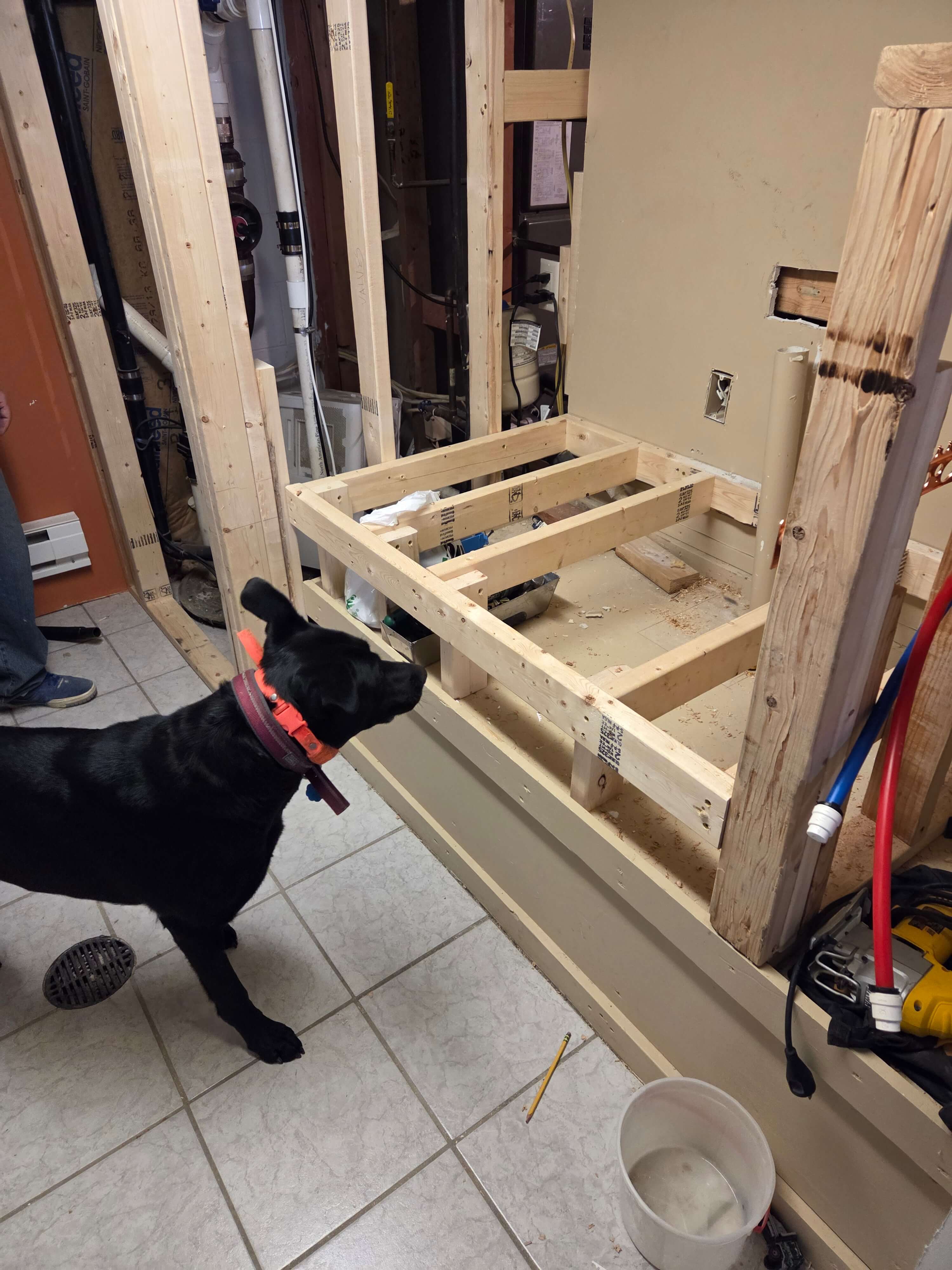 Dog inspecting the framing work