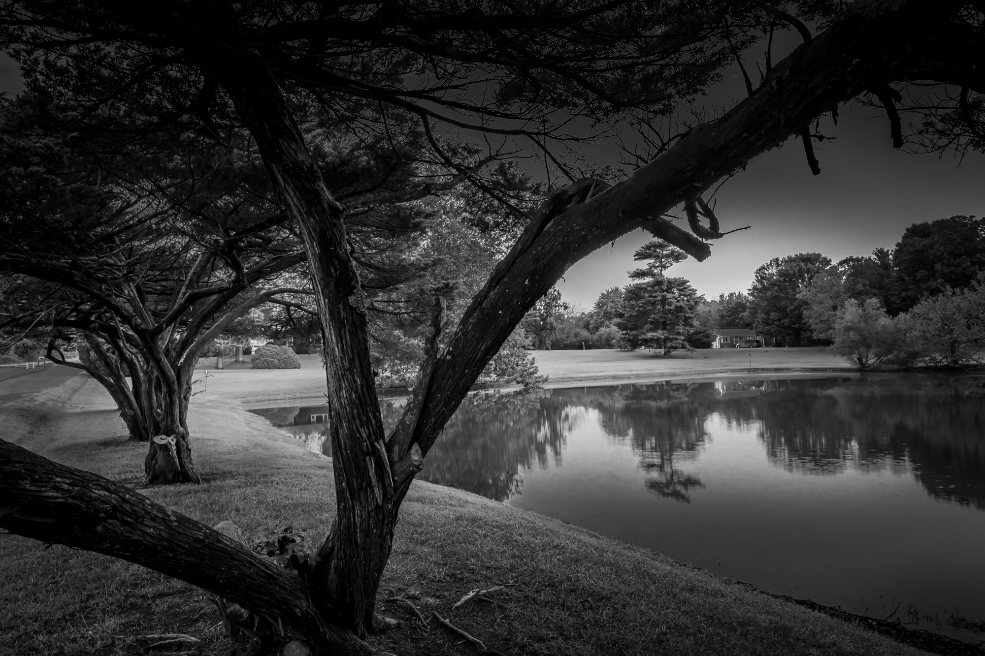 Pond with Cedar Trees B&W