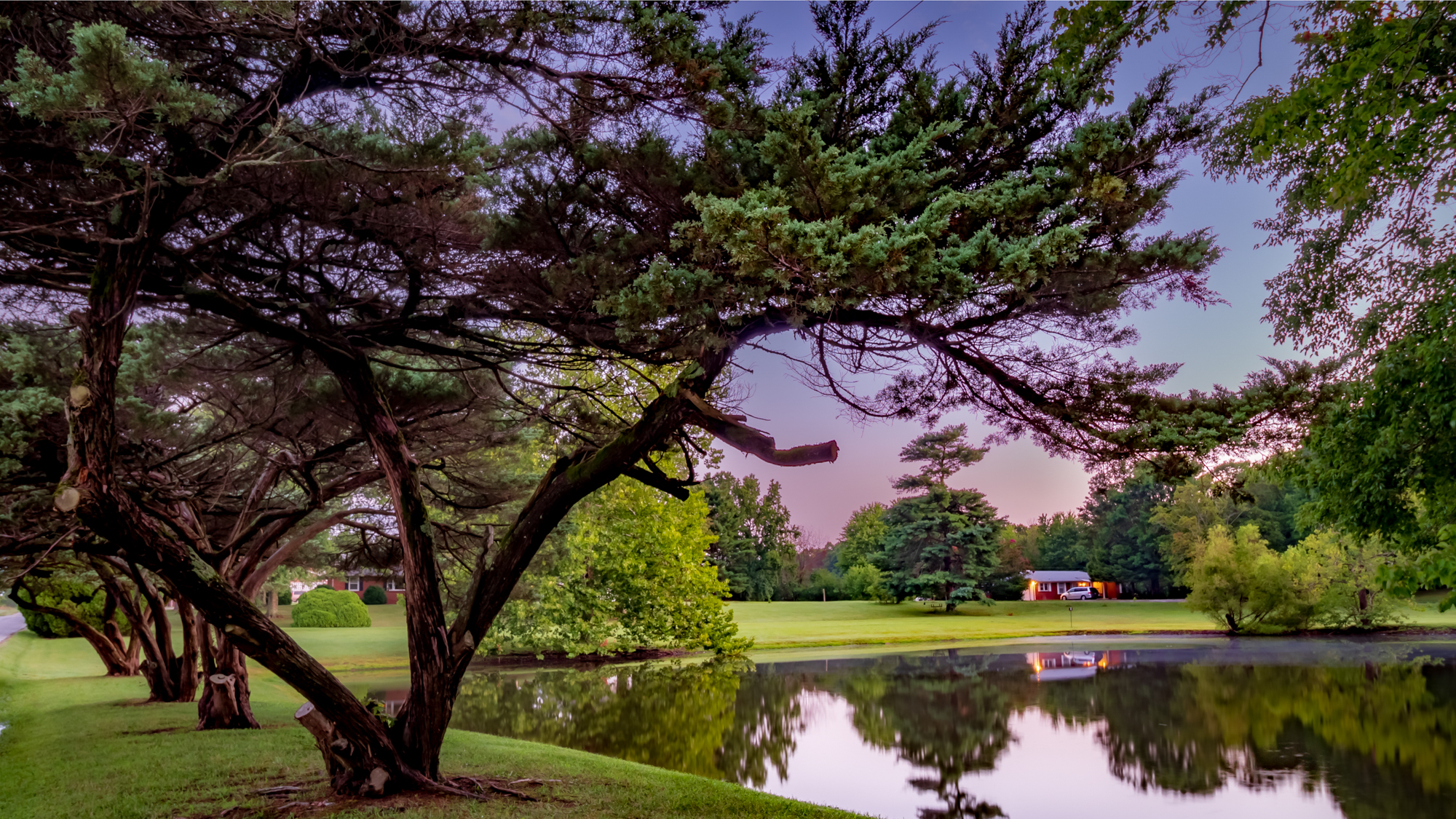 Sunset over pond with pine tree