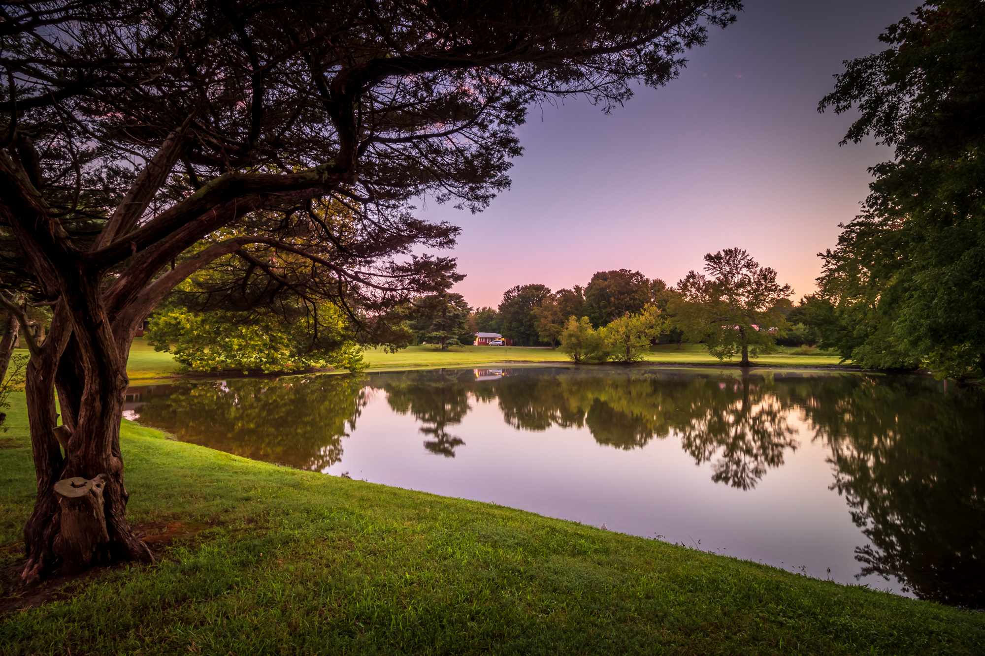 Dramatic sunset with pine silhouette