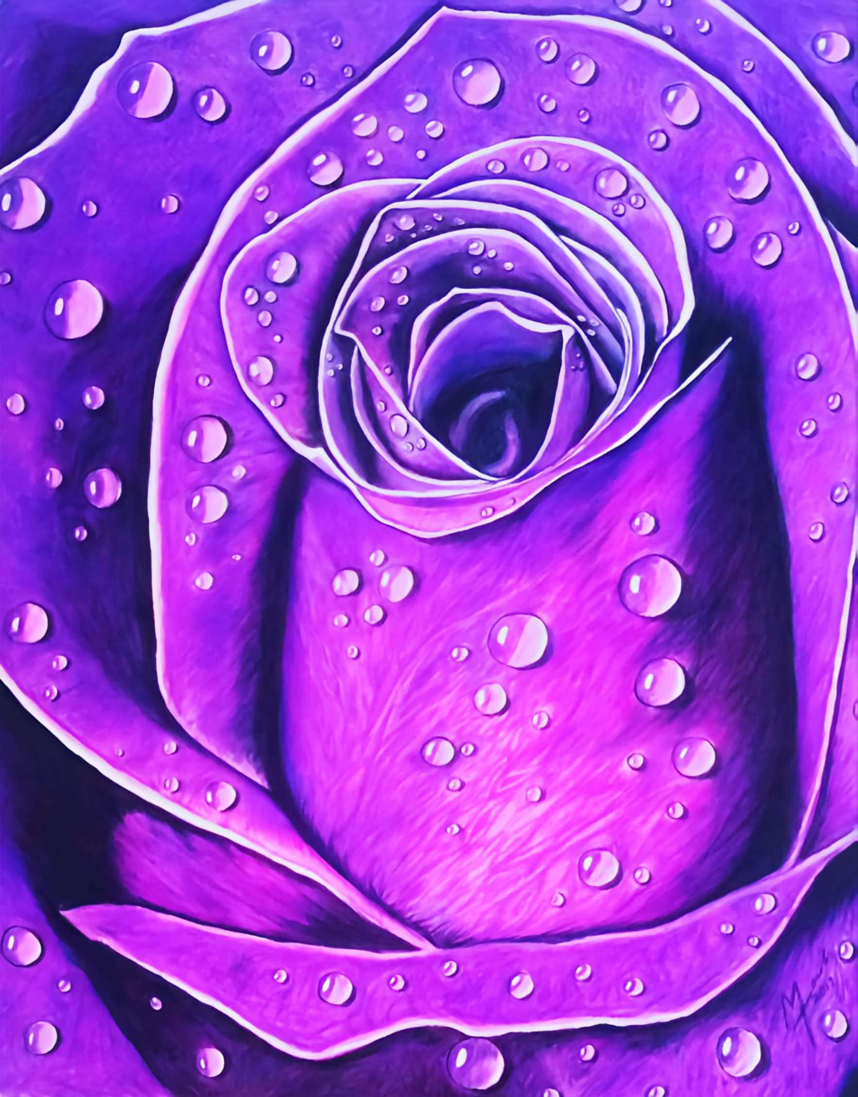 Purple rose