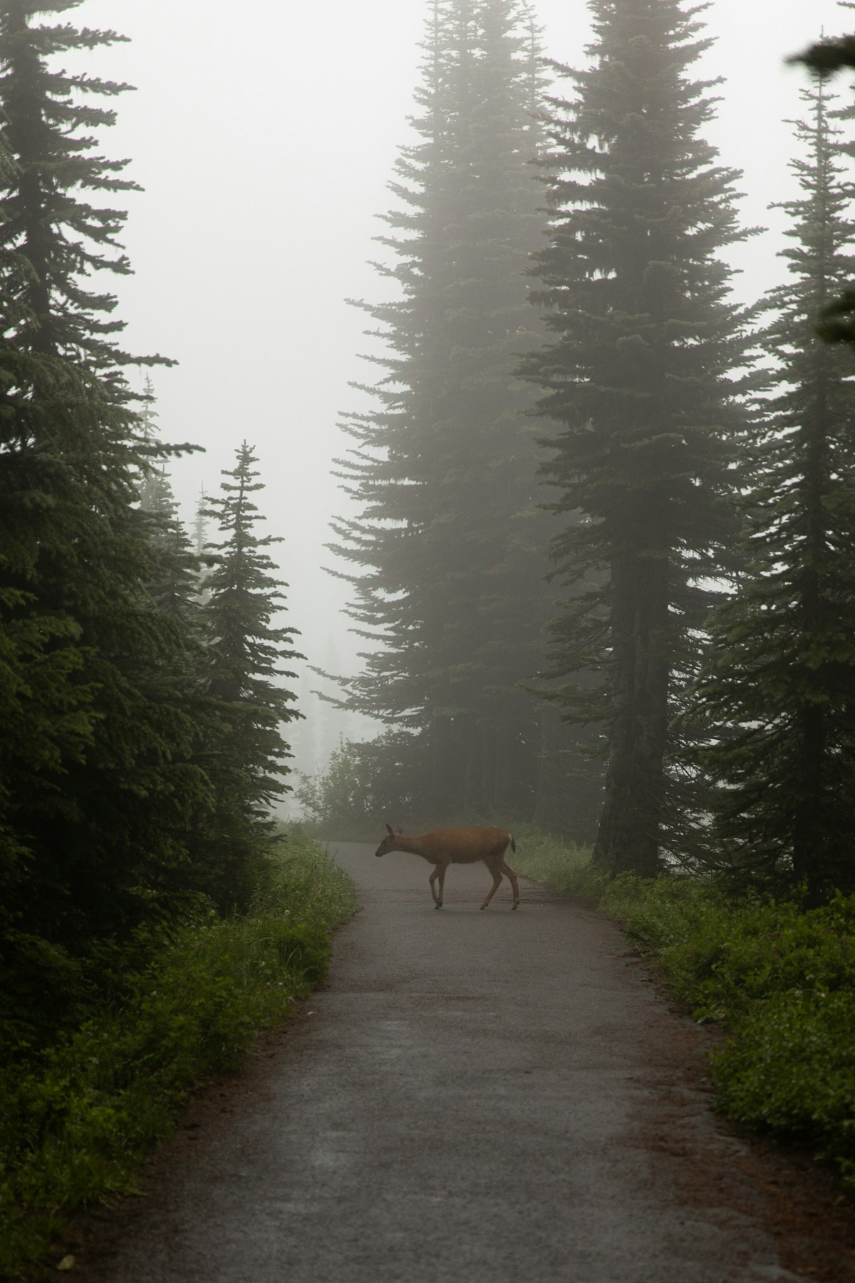 Deer in Morning Mist