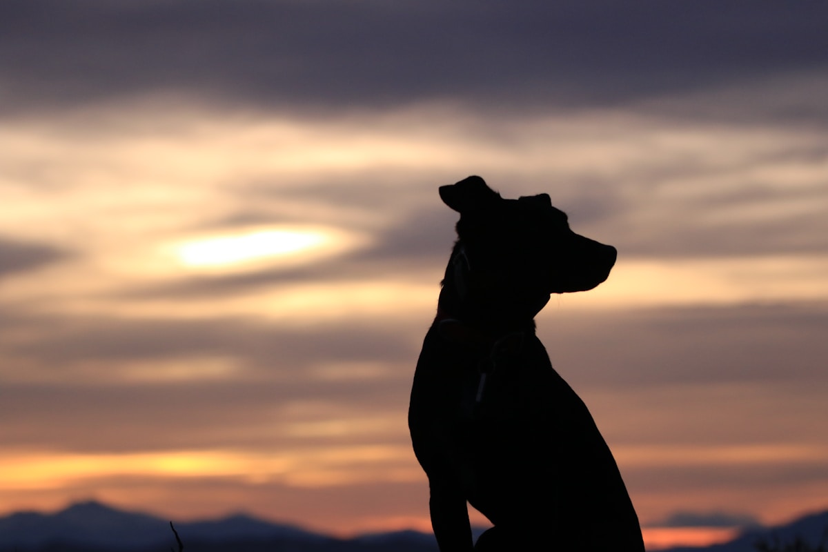 Golden Hour Dog Silhouette