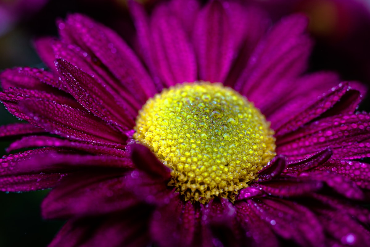 Burgundy Dahlia Macro