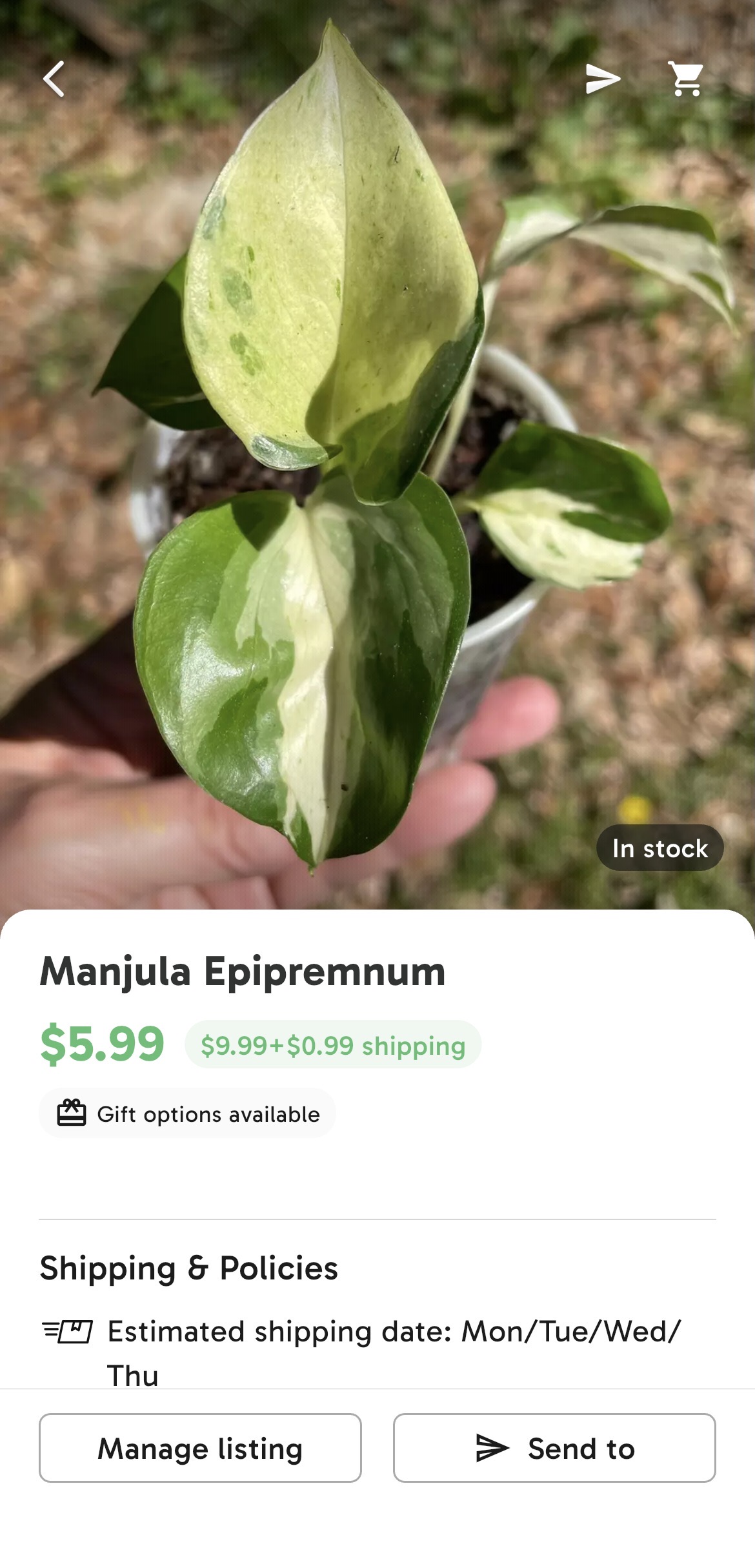 Manjula Epipremnum tropical houseplant listing by Patty