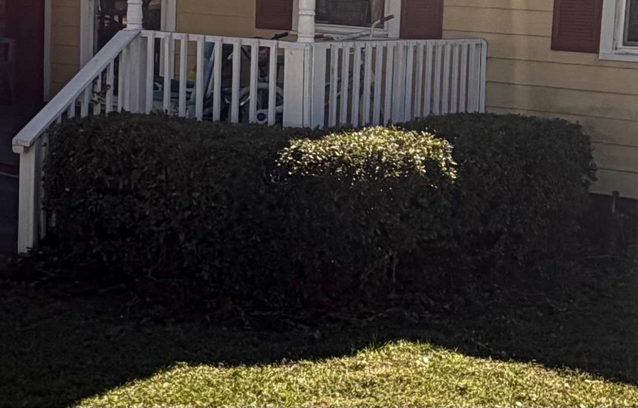 Precision hedge trimming close-up — J&E Professional Services