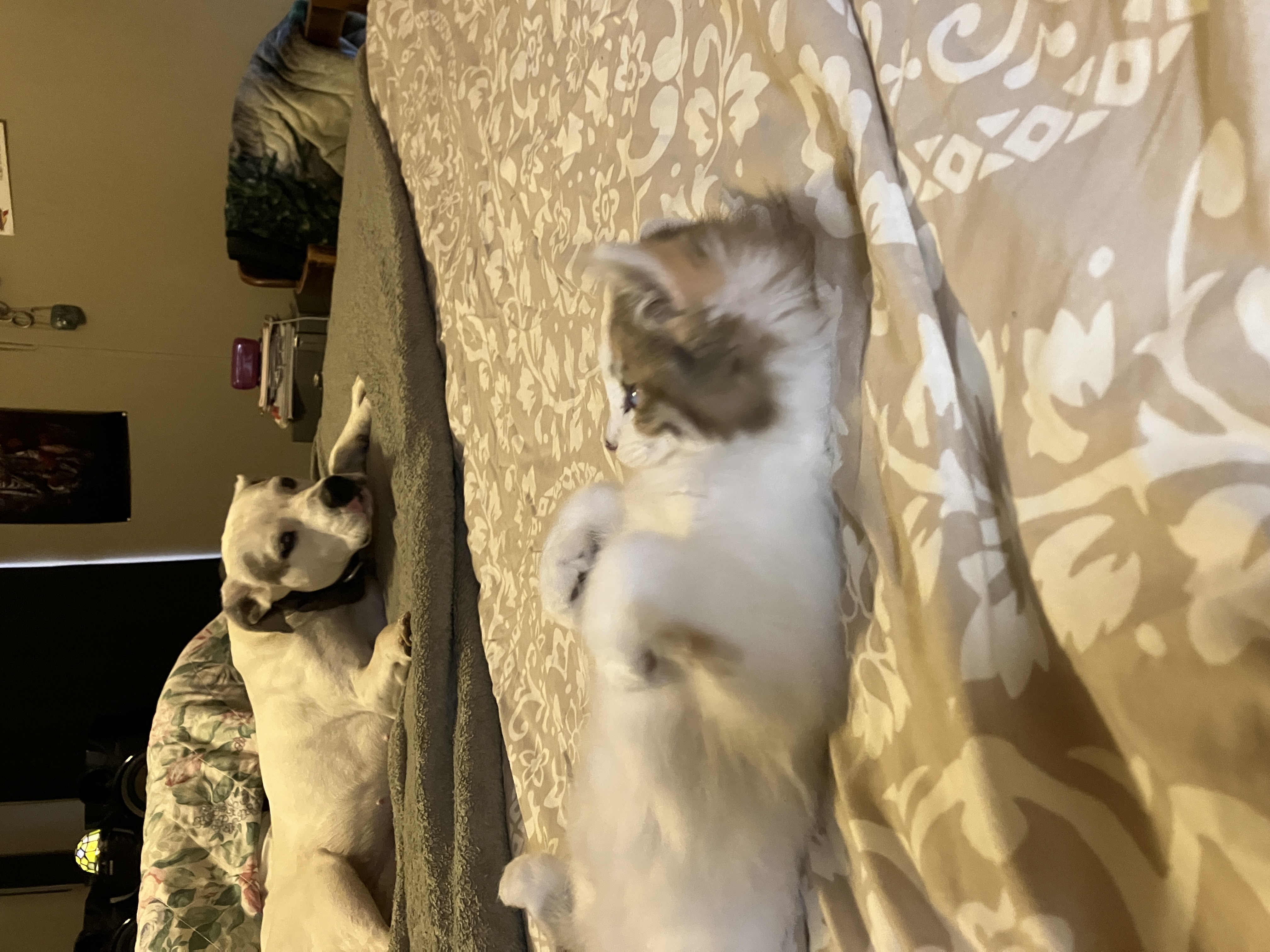White dog and tabby kitten resting together on a cozy dark bed