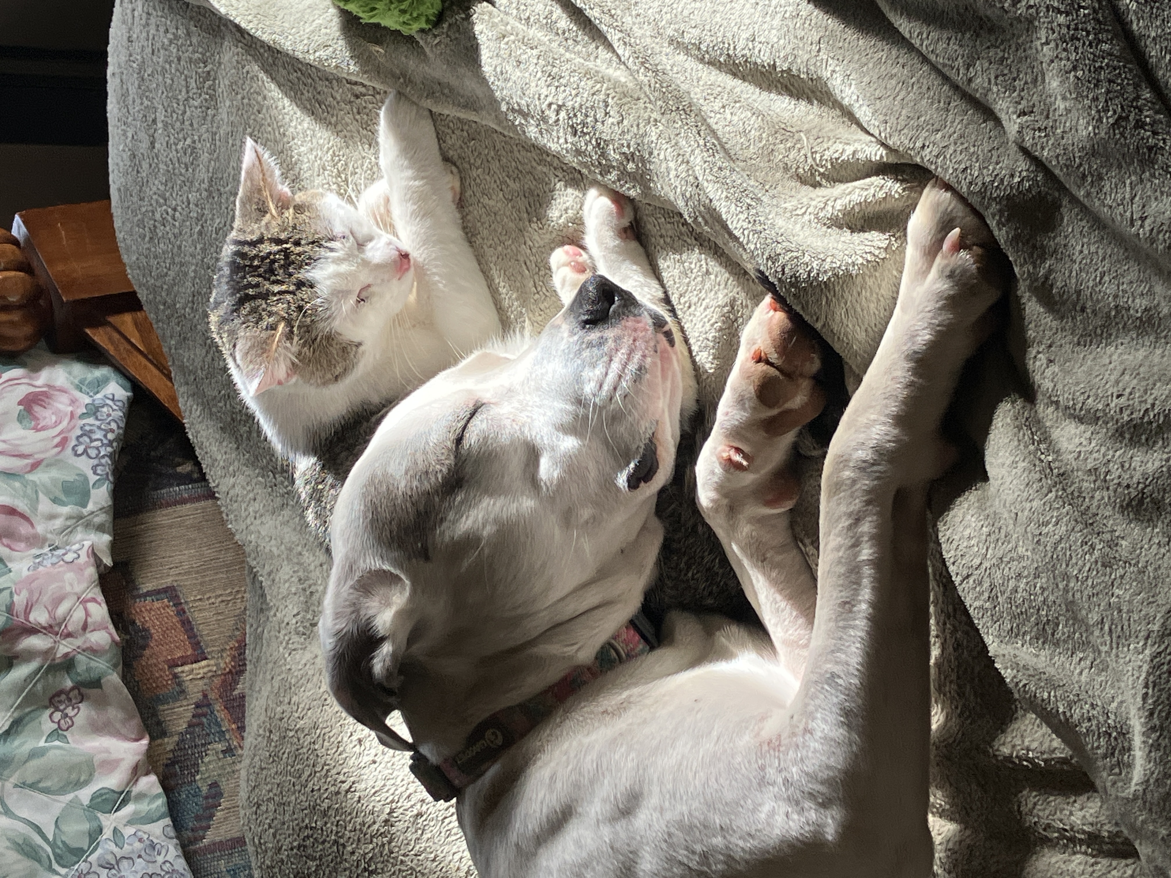 Dog and cat napping together in a sunlit room