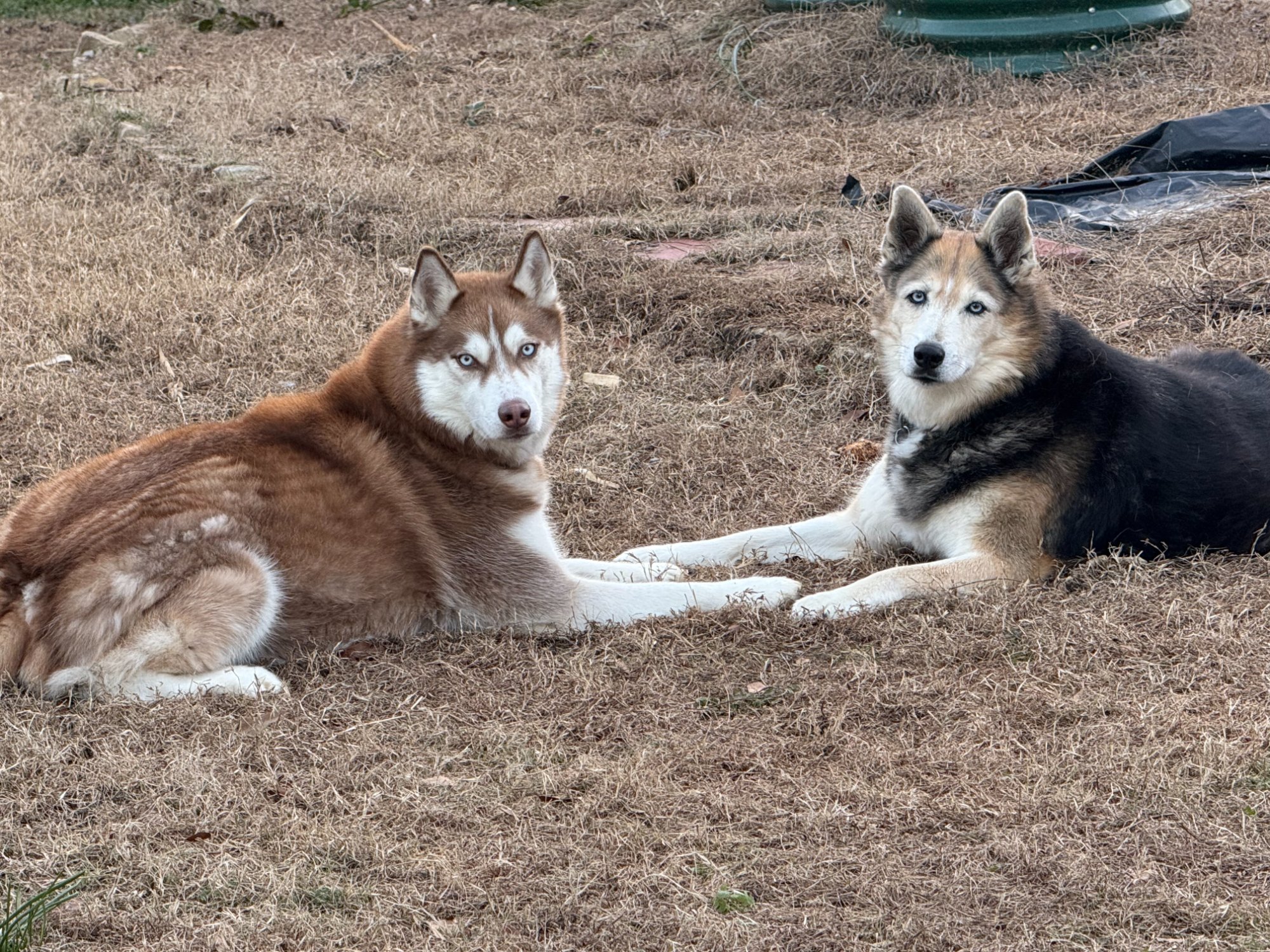 Darla, a husky/shepherd mix
