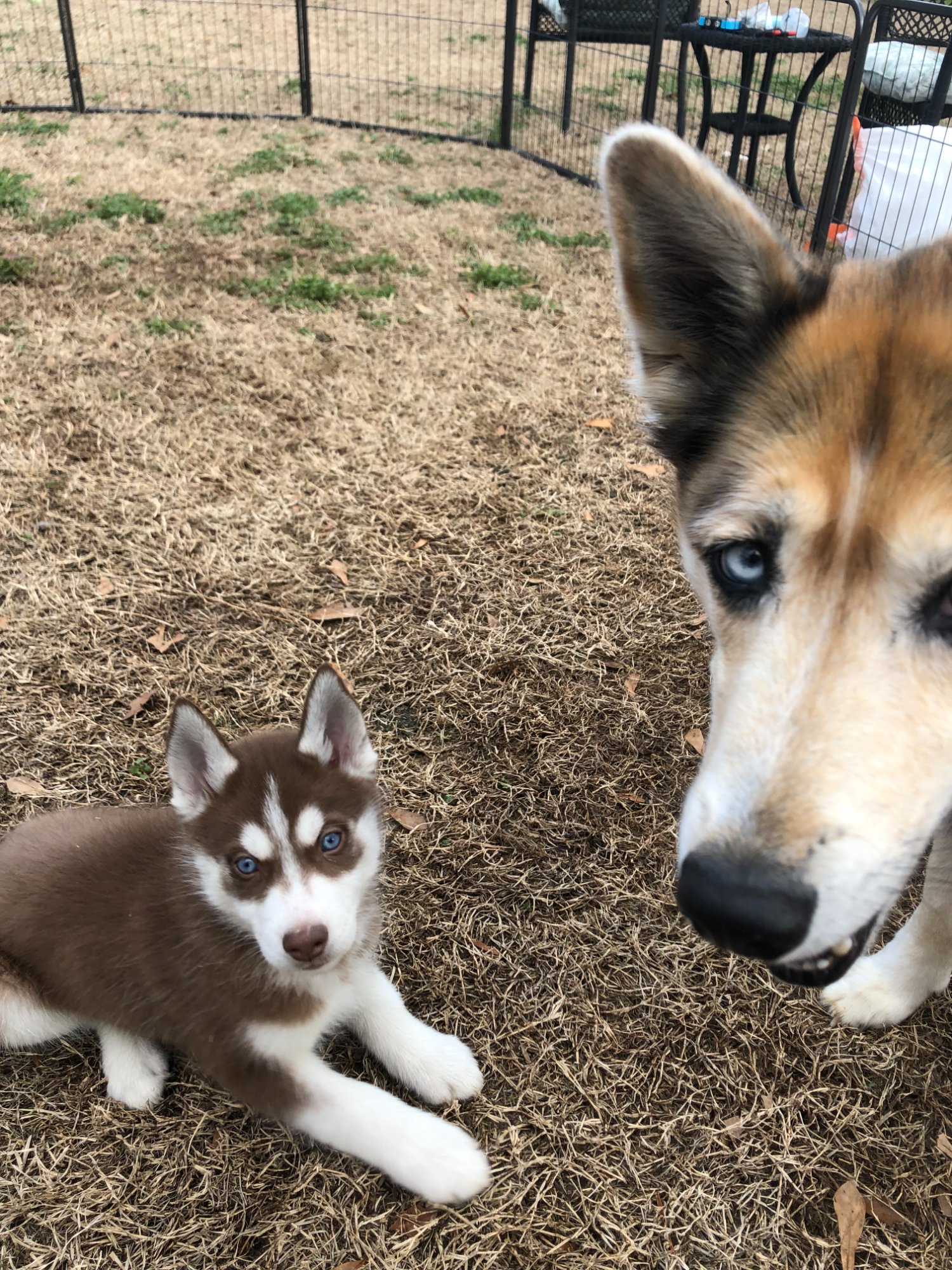 Dexter, a red husky with blue eyes