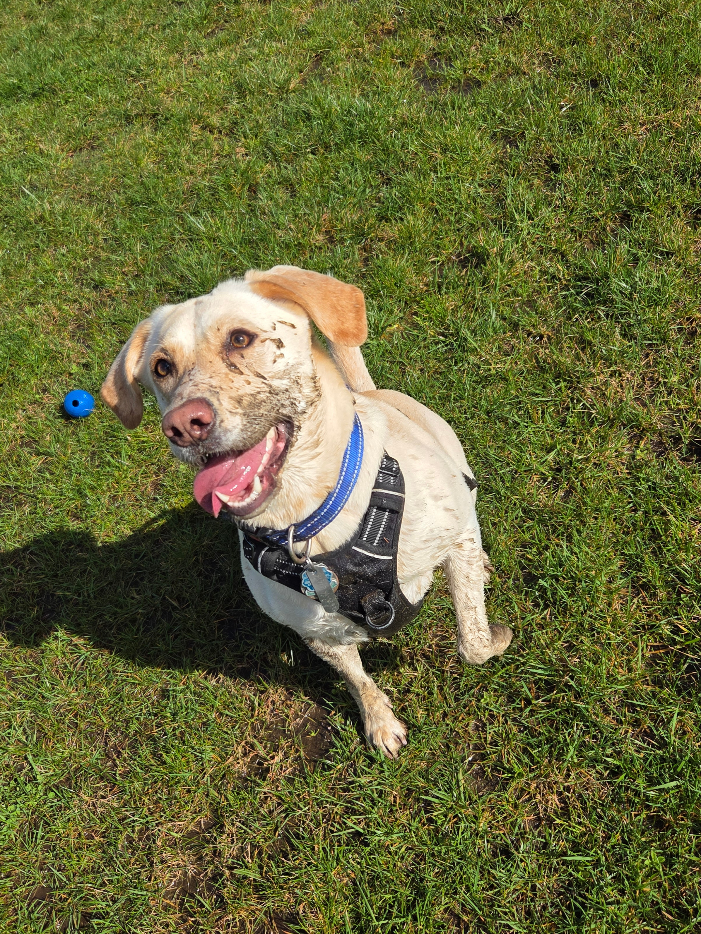 Muddy dog with blue Chuck-it ball