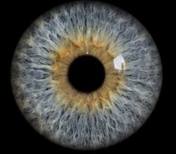 Single iris close-up