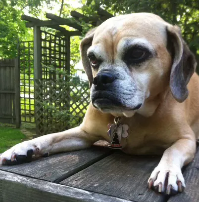 puggle named Lola James Bilow-Huba