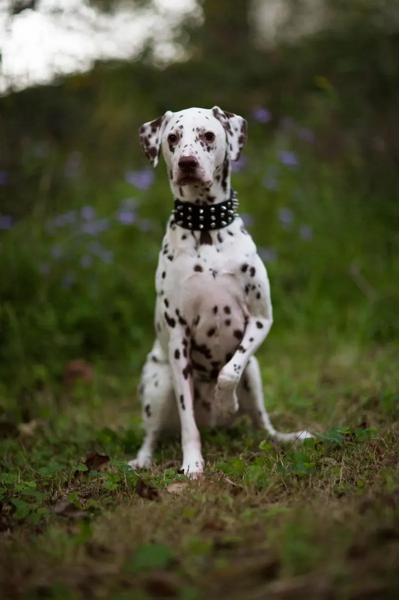 Dog · Dalmatian named Elvis — photo 2