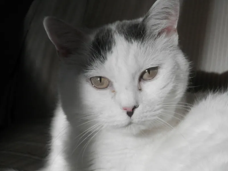 Cat named Cleo