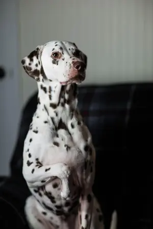 Dog · Dalmatian named Elvis