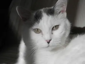 Cat named Cleo