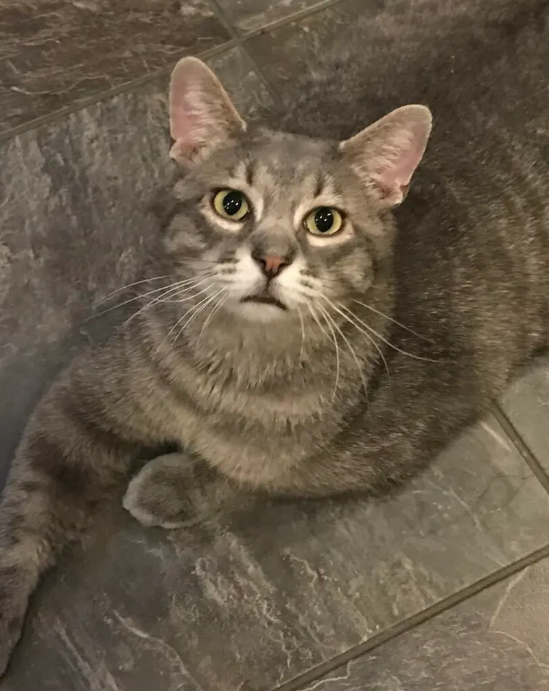 Cat named Eeyore Red Foreman Pearson